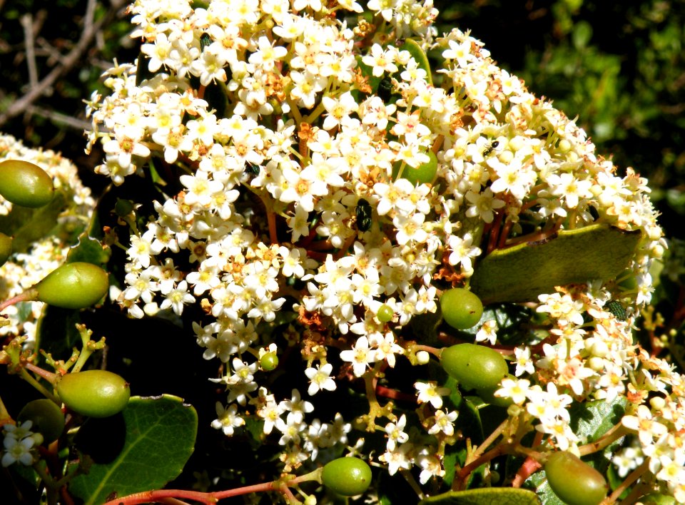 Cassine peragua tree South Africa 7