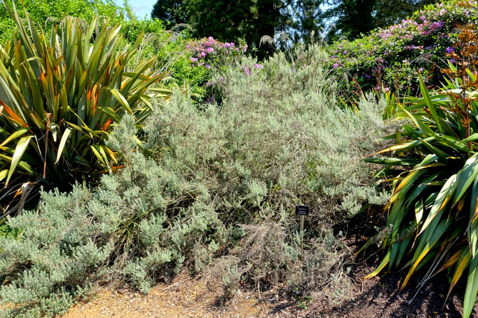 Cassinia leptophylla - Savill Garden - Windsor Great Park, England - DSC06000