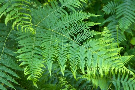 Nature plant undergrowth