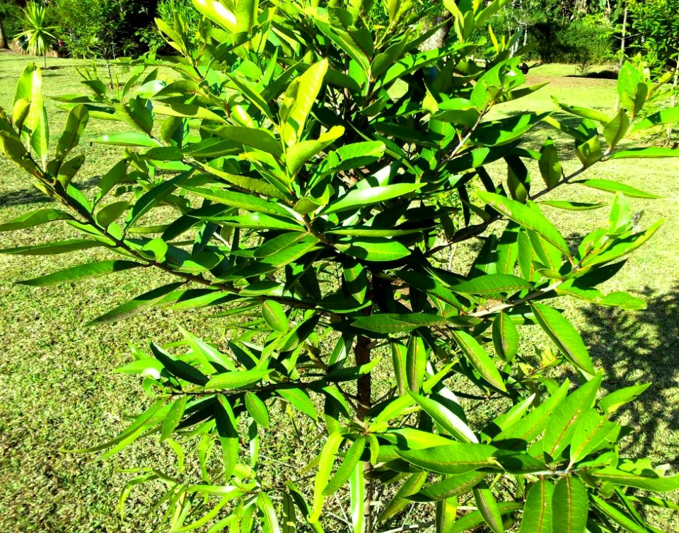 Cassine orientalis - Bois dOlive - Mauritius