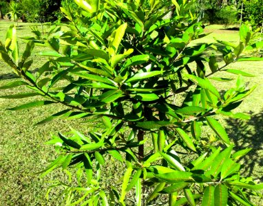 Cassine orientalis - Bois dOlive - Mauritius