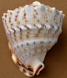 Cassis cornuta (Linnaeus, 1758) - BioLib.cz