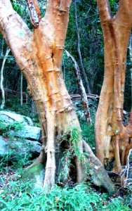 Cassine peragua trunk - Newlands Forest - Cape Town