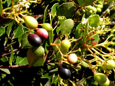 Cassine peragua tree South Africa 3