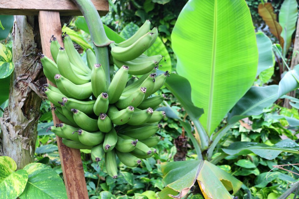 Tropical shrub fruits photo