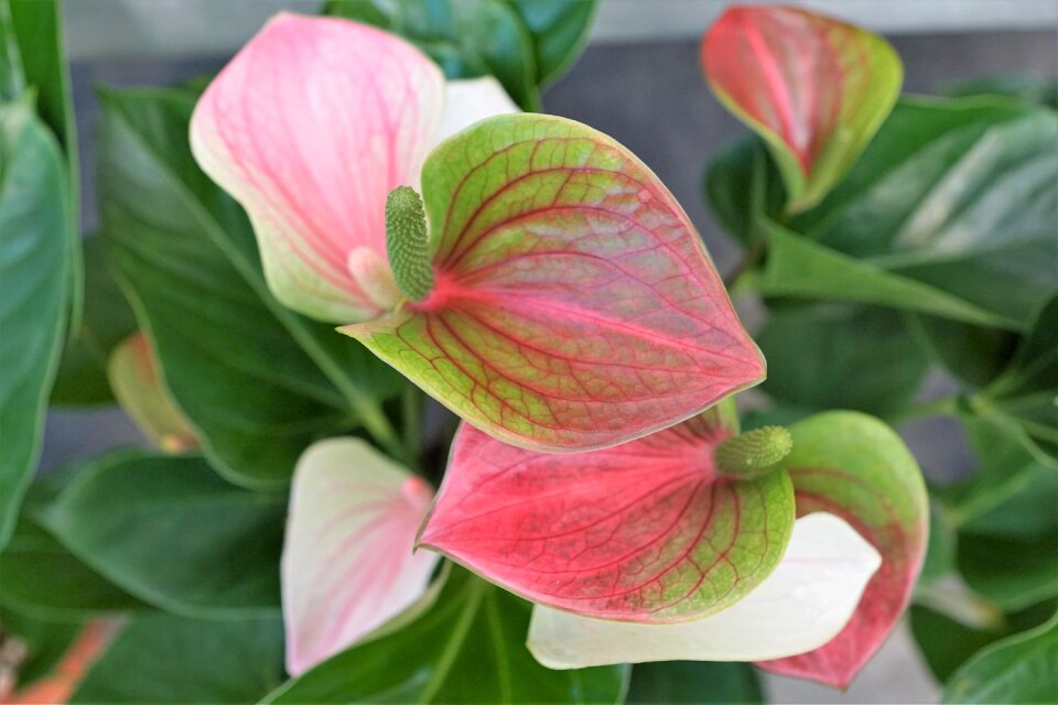 Green spring fragrance