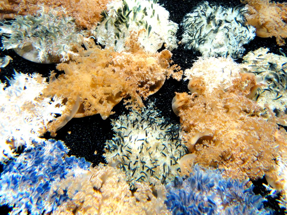 Cassiopea sp. - MBA - DSC07060
