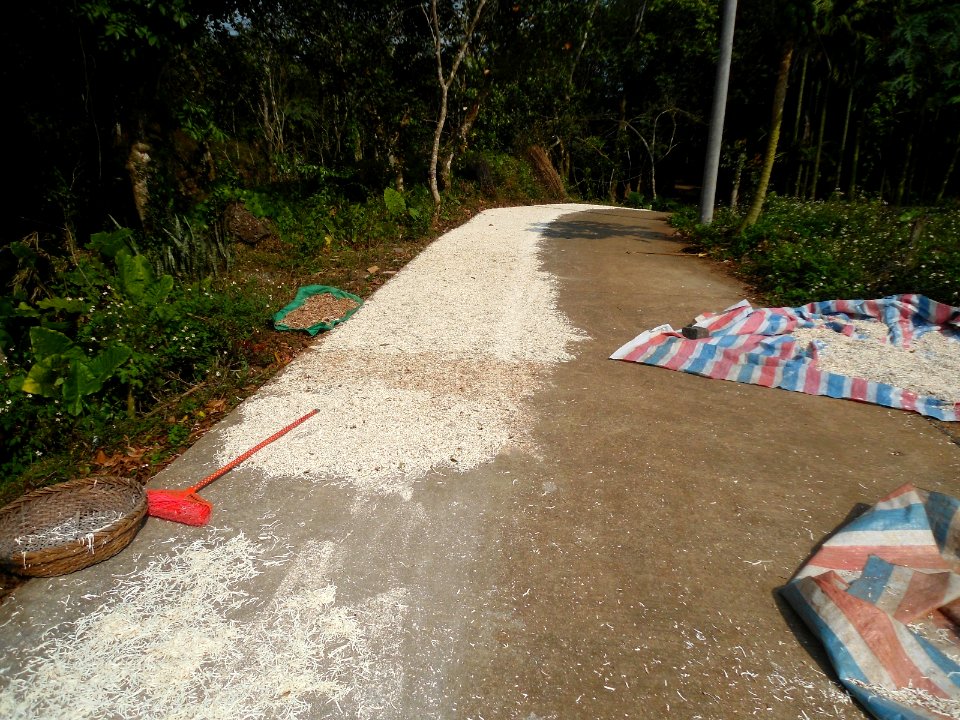 Cassava drying on a road