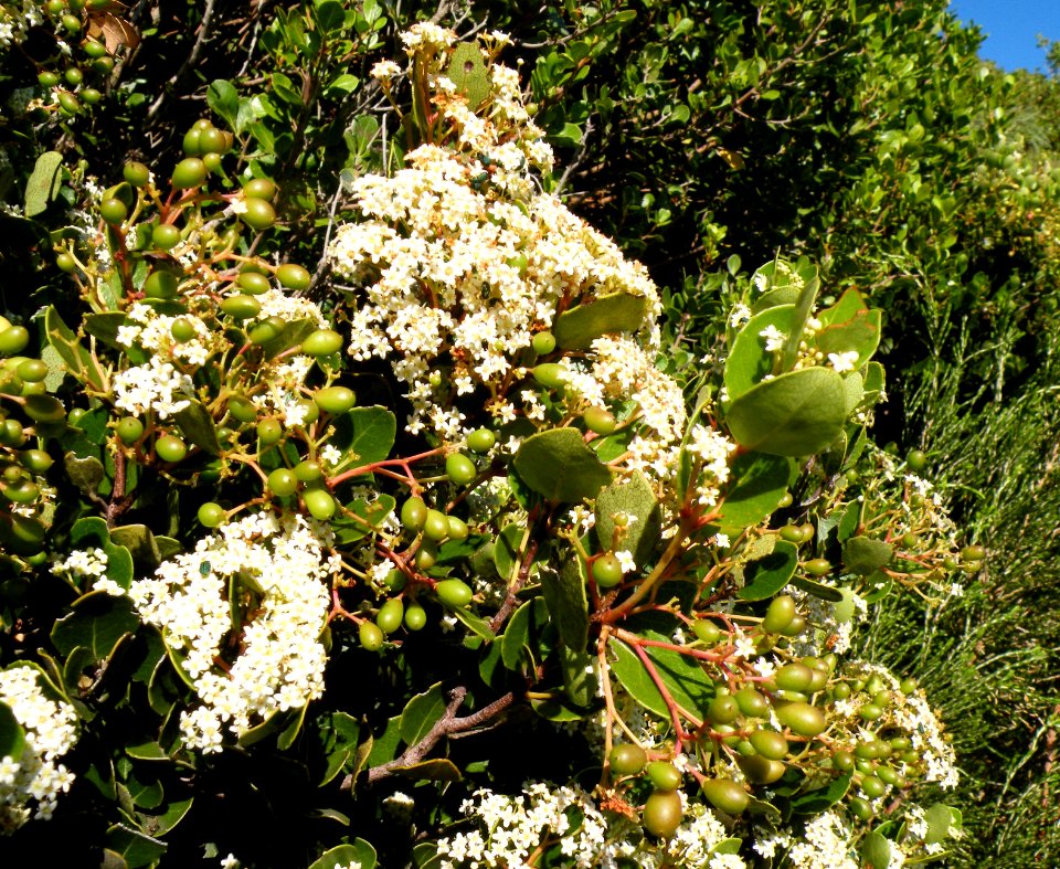 Cassine peragua bush south africa