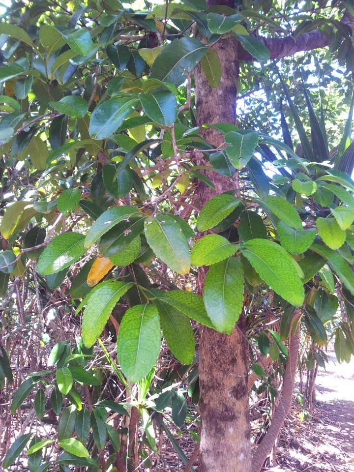 Cassine orientalis - bois d olive - Ile aux Aigrettes 2