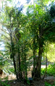 Caryota mitis - Marie Selby Botanical Gardens - Sarasota, Florida - DSC01394