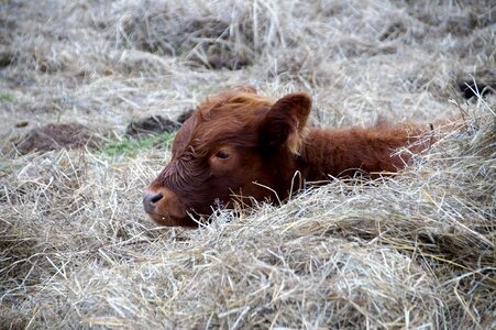 Cub brown animal