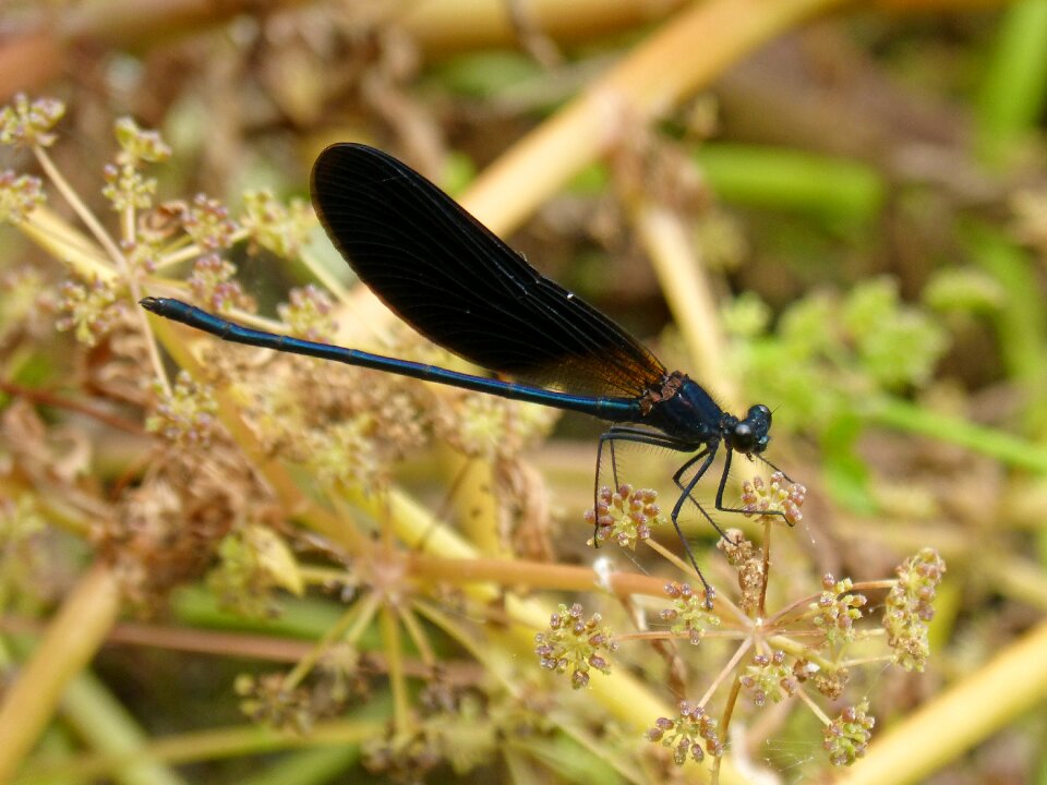 Damselfly wetland flower calopteryx haemorrhoidalis