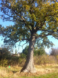 Caspar-David-Friedrich-Eiche im Arboretum Ellerhoop 2