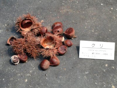 Castanea crenata - Osaka Museum of Natural History - DSC07727