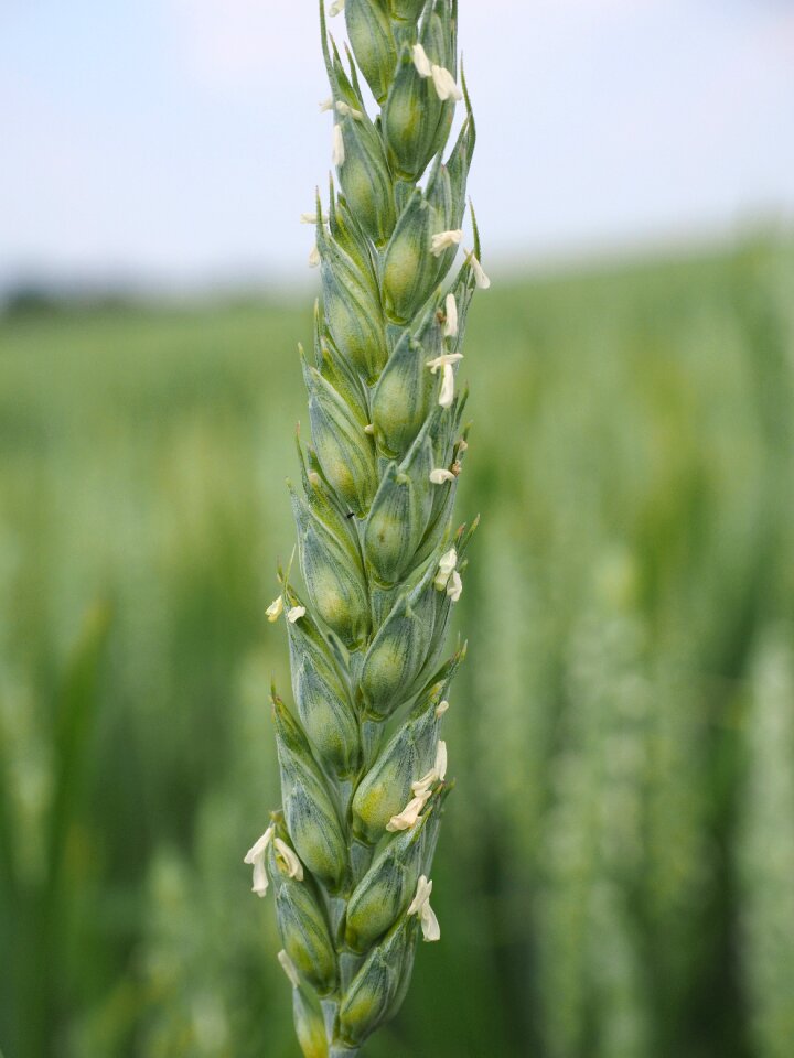 Cornfield spike cereals