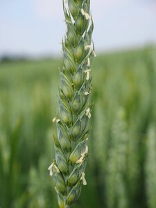 Cornfield spike cereals photo