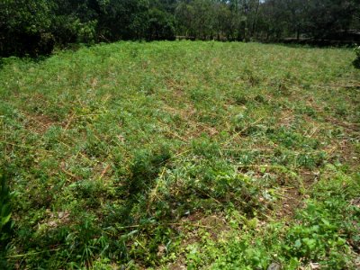 Cassava damaged by Typhoon Rammasun (2014) in Hainan