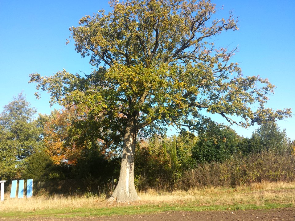Caspar-David-Friedrich-Eiche im Arboretum Ellerhoop 1