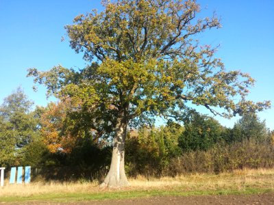 Caspar-David-Friedrich-Eiche im Arboretum Ellerhoop 1