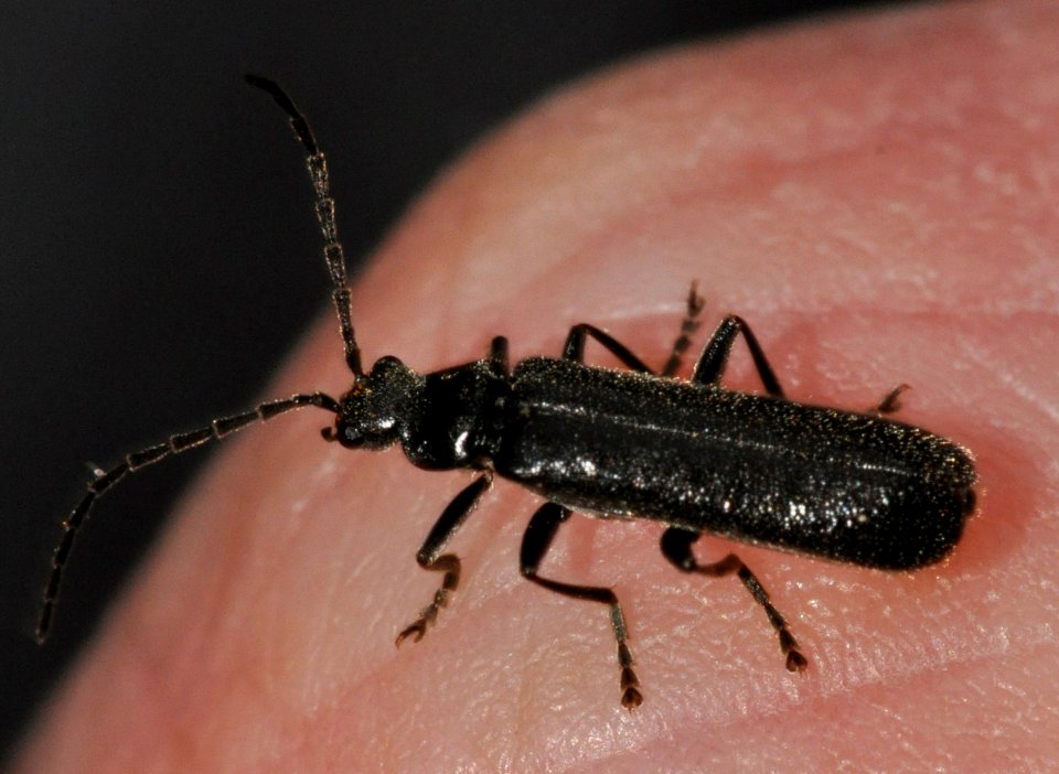 Cantharis-paludosa-04-fws