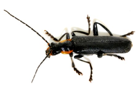 Cantharis-obscura-10-fws
