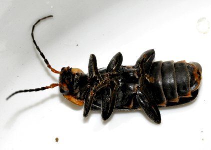 Cantharis-obscura-11-fws