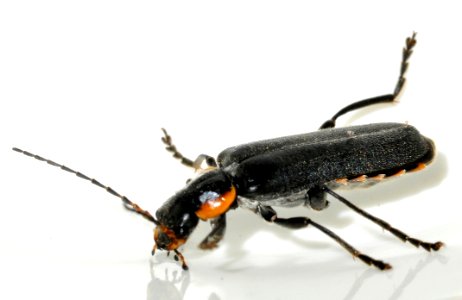 Cantharis-obscura-13-fws