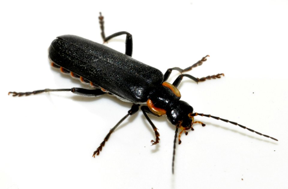 Cantharis-obscura-05-fws