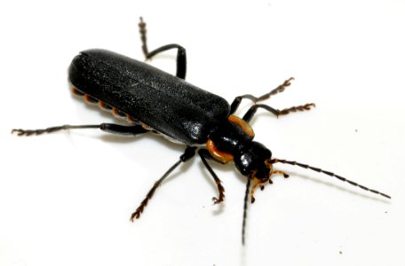 Cantharis-obscura-05-fws