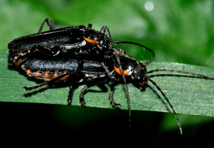 Cantharis-obscura-09-fws