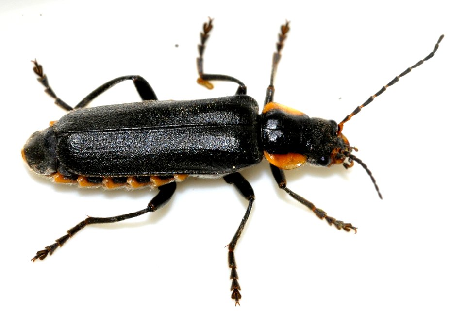Cantharis-paradoxa-08-fws