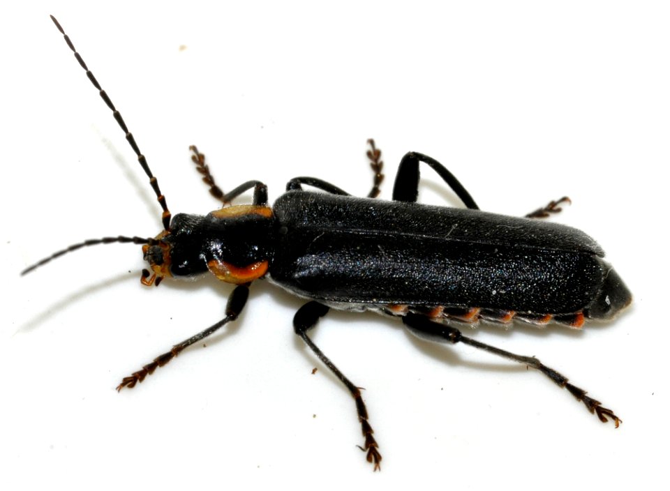 Cantharis-obscura-06-fws
