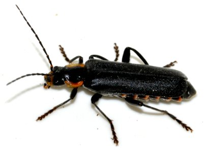 Cantharis-obscura-06-fws