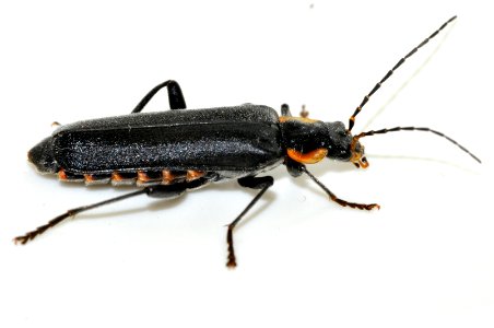 Cantharis-obscura-02-fws