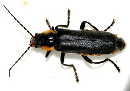 Cantharis-paradoxa-01-fws