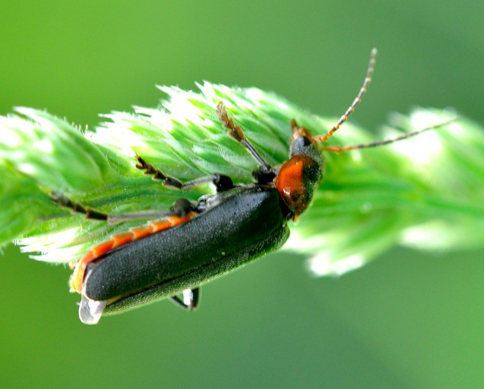 Cantharis-fusca-01-fws