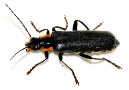 Cantharis-obscura-01-fws