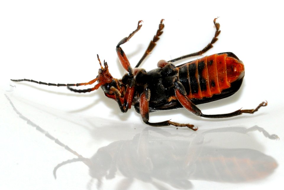 Cantharis-rustica-10-fws