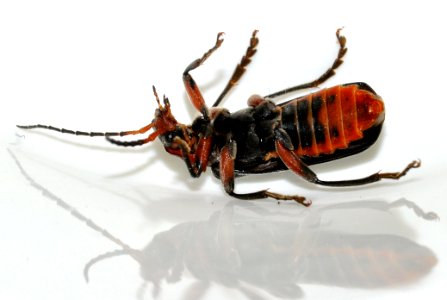 Cantharis-rustica-10-fws