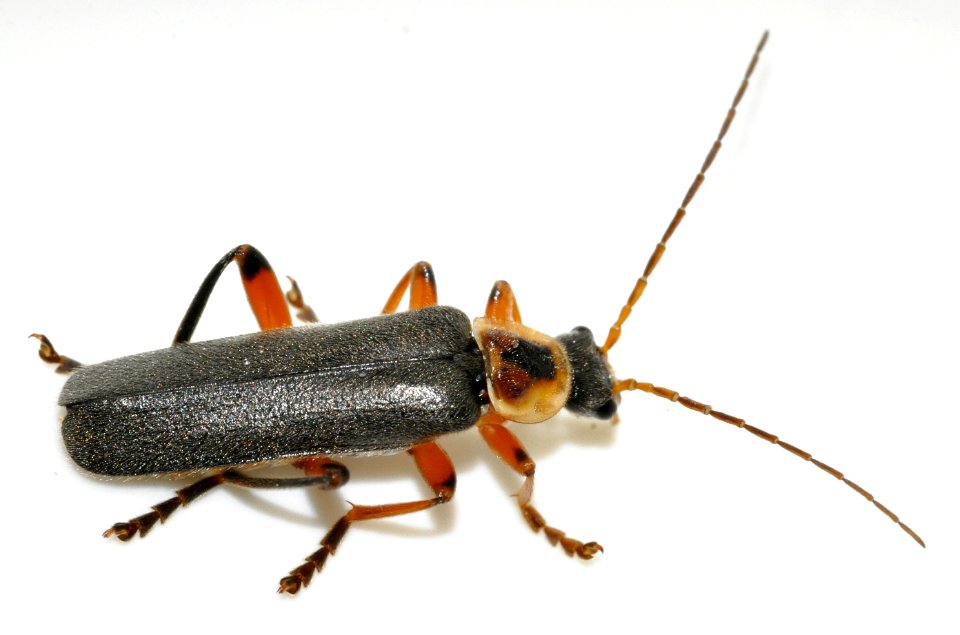 Cantharis-nigricans-08-fws