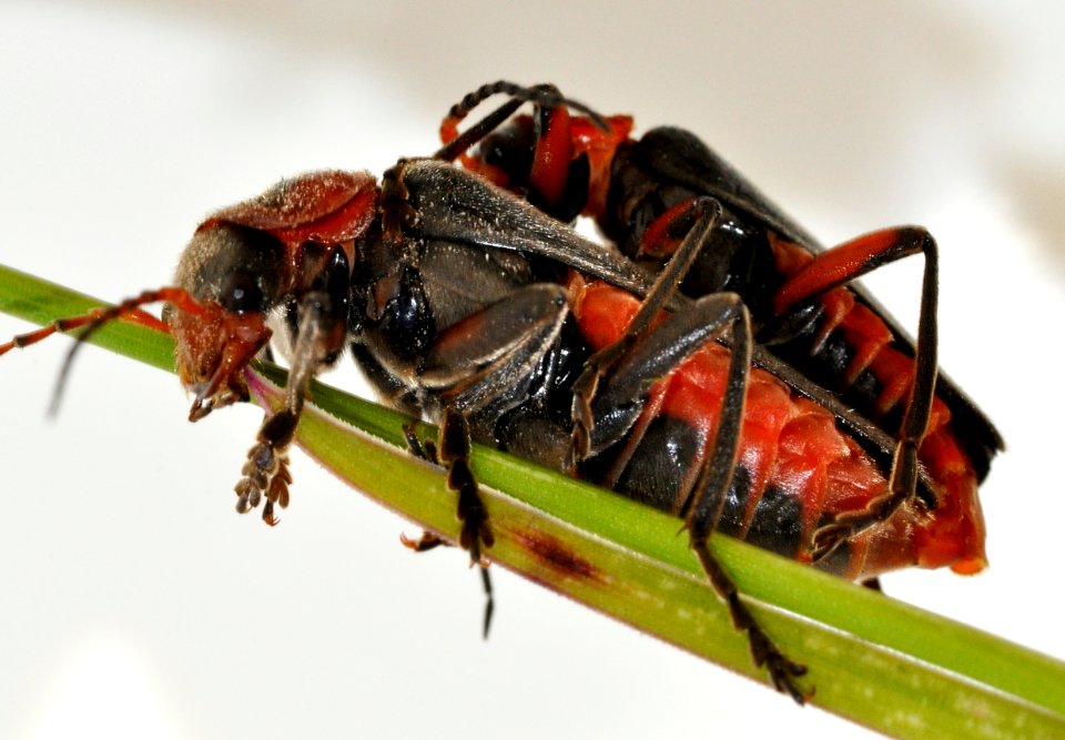 Cantharis-rustica-03-fws