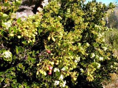 Cassine peragua tree South Africa 4