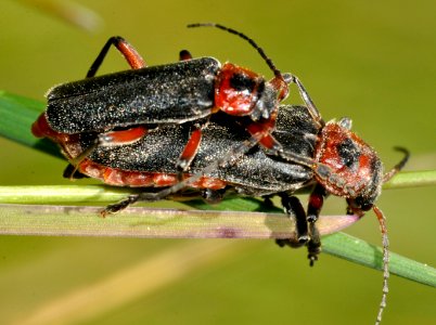 Cantharis-rustica-02-fws