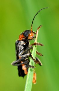 Cantharis-fusca-02-fws