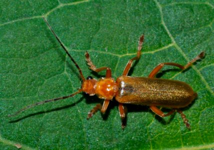 Cantharis-rufa-03-fws