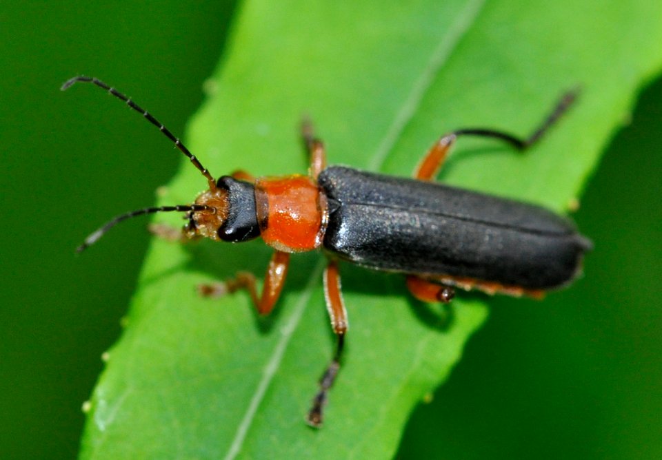 Cantharis-pellucida-11-fws