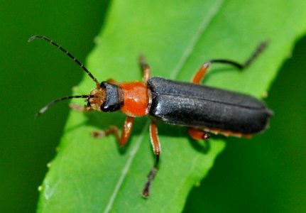 Cantharis-pellucida-11-fws