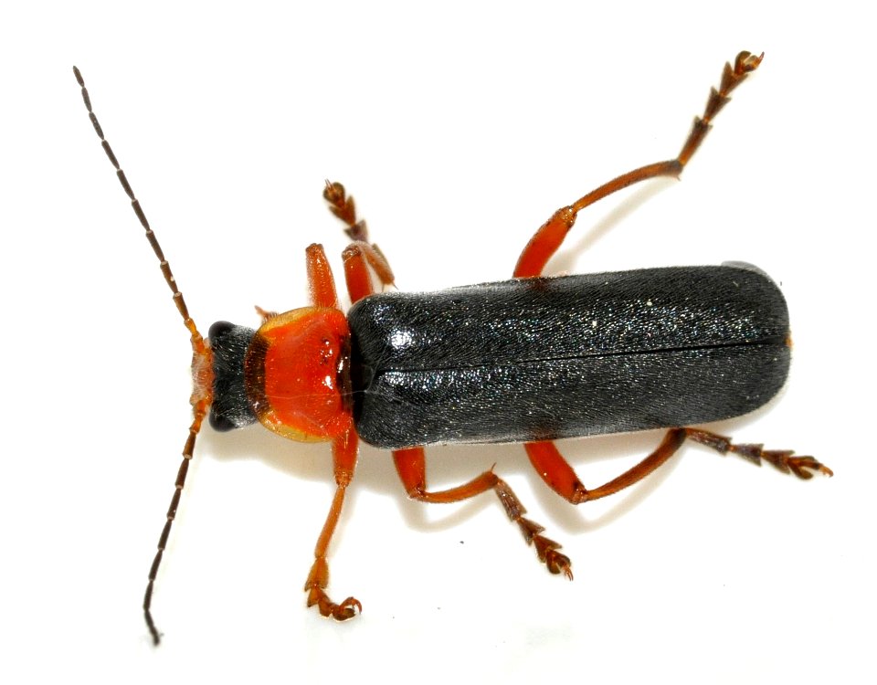 Cantharis-pellucida-12-fws