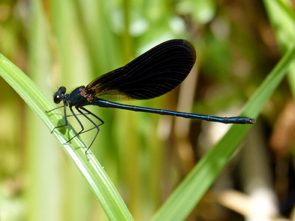 Damselfly wetland sheet calopteryx haemorrhoidalis